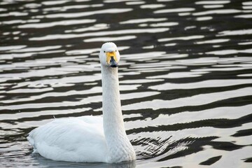 湖面に浮かぶ白鳥