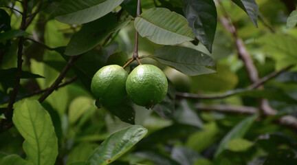 fruit guava on tree nature