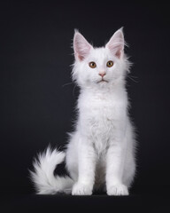 Pretty solid white Maine Coon cat kitten, sitting up facing front. Looking towards camera with sweet expression. Isolated on a black background.