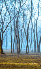 Naklejka premium Morning fog sunny morning forest. Park alley morning mist . Beautiful mystical landscape in forest. Sunset rays autumn.