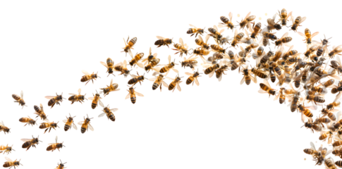 Swarm of bees isolated on transparent background