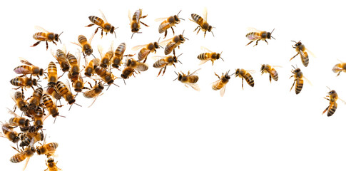 Swarm of bees isolated on transparent background