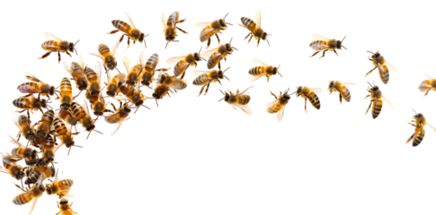Swarm of bees isolated on transparent background