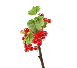 Twig of red currants with fruits and leaves on white background. Its scientific name is Ribes rubrum.	