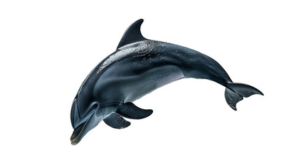 A dolphin jumps out of the water, showing its sleek black and white body against a white background