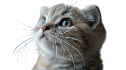 A close up of a cat looking up