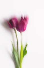 Blurred tulips. Defocused flowery background.