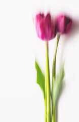 Blurred tulips. Defocused flowery background.