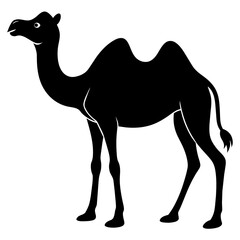 camel in desert