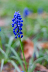 Blue hyacinths