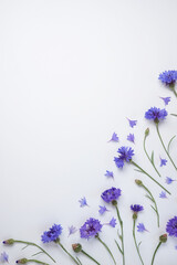 Blue cornflower isolated on white background. Top view. Flat lay pattern. Space for text.