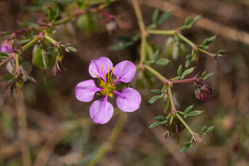 FLOR MORADA CON FONDO VERDE