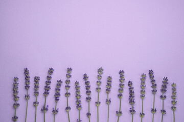 Violet lavender flowers on bright purple background. Lavender, floral background. Flat lay, top view. Space for text.