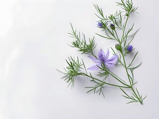 solated natural plant,beautiful flower ,colorful,brilliant colors, top shot, close-up,pure white paper background	