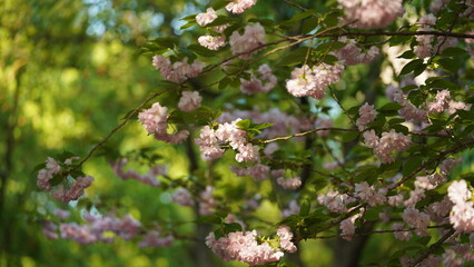 The beautiful pink and white flowers blooming in the garden in spring