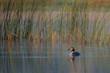 Great Crested Grebe on the morning lake