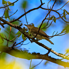The Red-eyed Vireo is very shy creature and we normally only hear them.  It took me quite a while to track down this tiny bird and track it until it got close enough to take a decent picture.