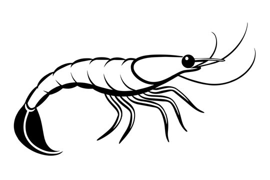 black and white shrimp outline