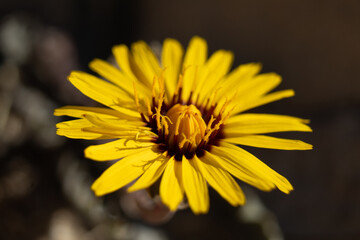 FLOR AMARILLA ABIERTA AL SOL