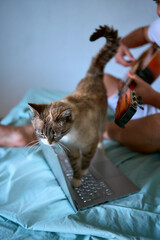 a  young man is learning to play the guitar at home using online lessons on a laptop, the cat...