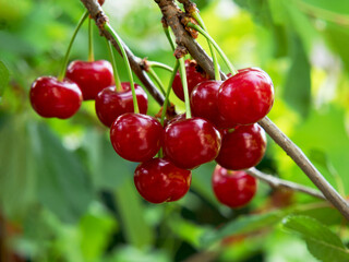 Ripe cherries on a branch in the garden. The background is bright, sunny, green. Close-up of the...