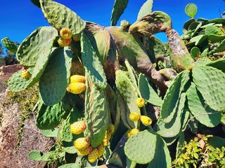 Opuntia cactus plant with ripe prickly pears cactus fruits on the blue sky background. Opuntia...