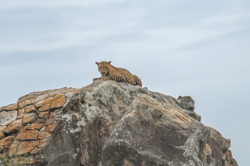 Panthera Paradus Kotiya (Sri Lanka Leopard), posing for the camera.