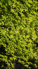 The fresh green leaves on the branches of the trees in spring