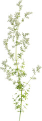 Side view of Hedge Bedstraw plant with flower