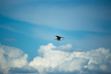 A bird flying in the blue sky