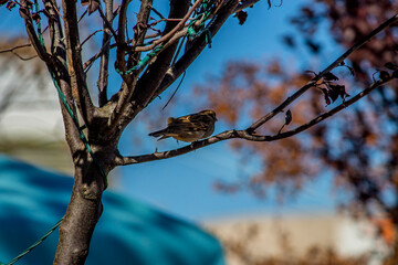 Beautiful bird standing in a branch 