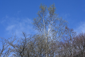 新緑の白樺，長野県
