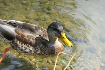 Female European mallard duck swimming on a pond