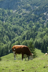 Naklejka premium Cow on an alpine pasture on a mountainside