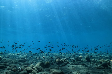 seascape panorama underwater flock of fish in the water