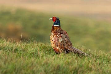 Close up of a Ring-necked or Common male pheasant facing left after heavy rainfall on open grousemoor in Swaledale, UK.  Scientific name: Phasianus Colchicus.  Horizontal.  Space for copy.