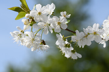 Bee flying on cherry blossoms in front of a blue sky