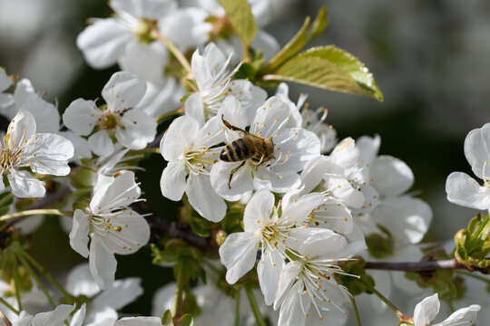 Close-up of a bee on a cherry blossom