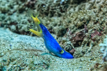 ribbon moray eel fish reef tropical sea background