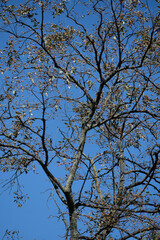 Fototapeta premium 고욤나무