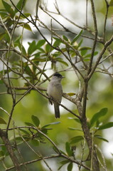 bird on a branch