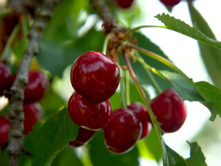 Ripe cherries on a tree branch in the garden. The background is bright, green, blurry. Close-up.