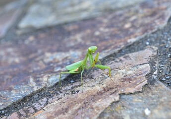 Stone wall and the praying mantis