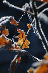 frost on a leaf
