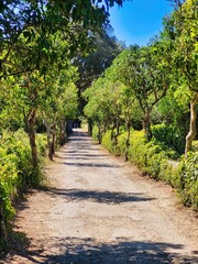 Summer walk. Walkway and seat inside tropical forest surrounded by green tree which sunlight shining through small hole of tree. Color road leaves. Tunnels of shady trees lined the road