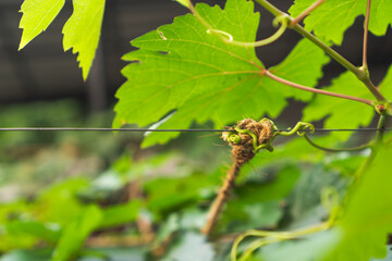 The grape vine tendrils hold onto the wire and rope gardening concept
