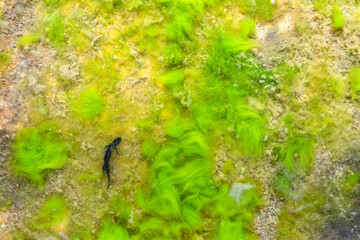 Aerial view on Alpine lake, the silhouette of Alpine newt underwater (Ichthyosaura alpestris)