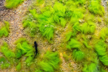 Aerial view on Alpine lake, the silhouette of Alpine newt underwater (Ichthyosaura alpestris)