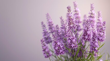 Naklejka premium Purple lavender flowers in full bloom against a soft white background
