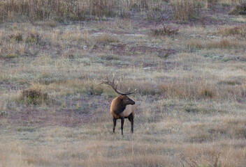 Bull Elk in Grand Teton National Park Wyoming During the Rut in Autumn